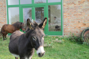 ©_Mandelu_Pinocchio